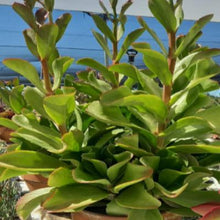 Load image into Gallery viewer, Kalanchoe Mambo (3 Plants)
