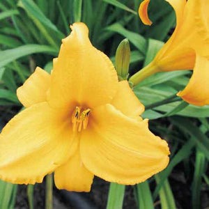 Daylilies - Melon cup