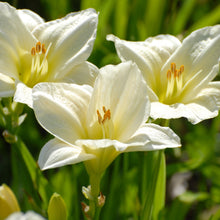 Load image into Gallery viewer, Daylily - Moment of Truth
