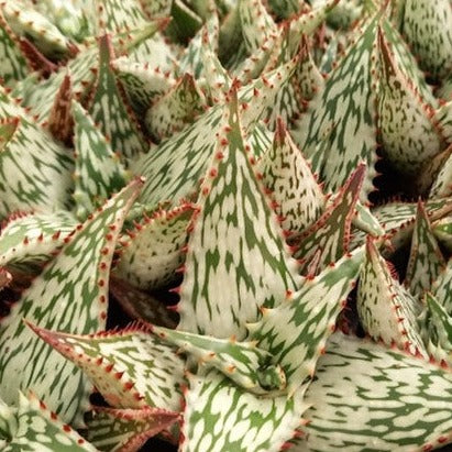Aloe Queen Marowa (1 Plant) NEW/RARE – Plants Direct