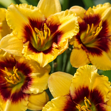 Load image into Gallery viewer, Daylily - Renegade Lady
