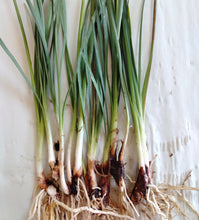 Load image into Gallery viewer, Tulbaghia violacea Pearl
