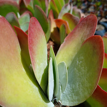 Load image into Gallery viewer, Kalanchoe luciae (3 Plants)
