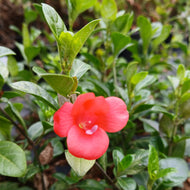 Barleria repens rosea (3Plants)