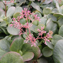 Load image into Gallery viewer, Crassula multicava Green (3 Plants)
