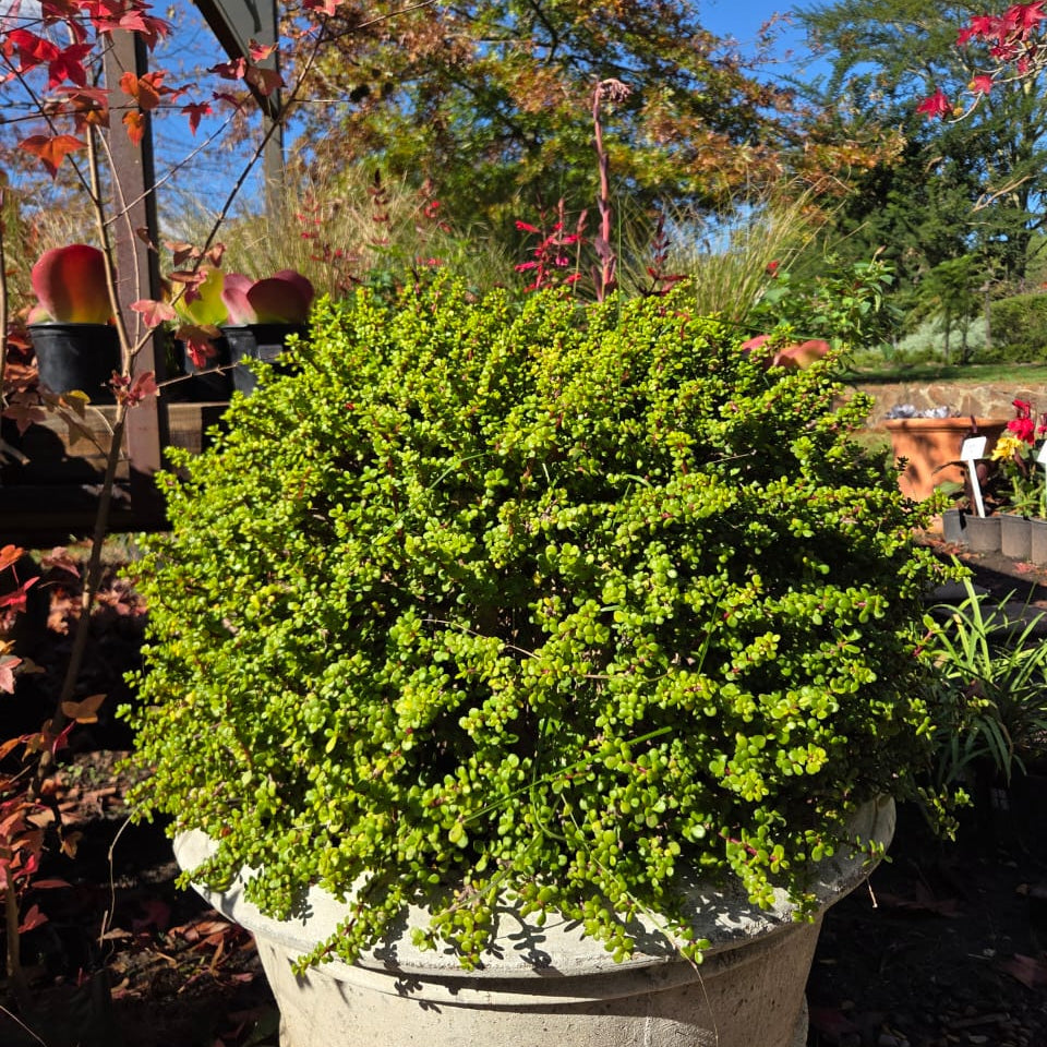 Portulacaria afra - Little Jim (3 Plants)