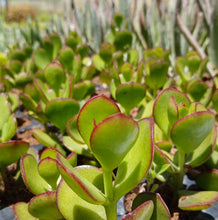 Load image into Gallery viewer, Cotyledon elisae (3 Plants)
