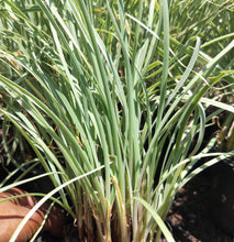 Load image into Gallery viewer, Tulbaghia violacea Silver Lace
