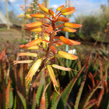 Load image into Gallery viewer, Aloe Zulu Warrior (1 Plant)
