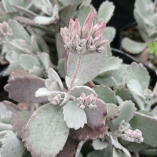 Load image into Gallery viewer, Kalanchoe pumila (3 Plants)
