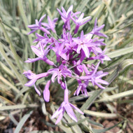 Tulbaghia violacea Silver Lace