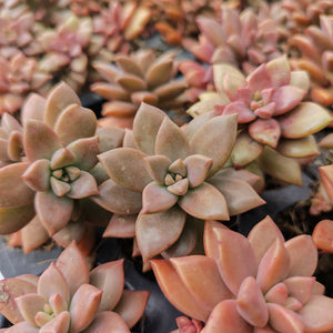 Sedum adolphii brown (3 Plants)