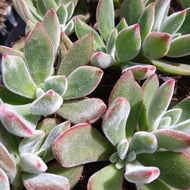 Echeveria Set Oliver (3 Plants)9
