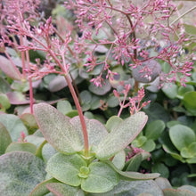 Load image into Gallery viewer, Crassula multicava Green (3 Plants)

