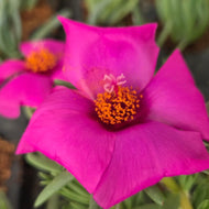 Portulaca Giant Pink (3 Plants)