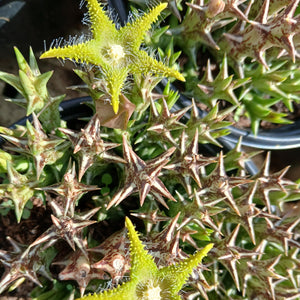 Orbea dummerii (1 Plants)