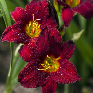 Daylily - Little Sweet Sue