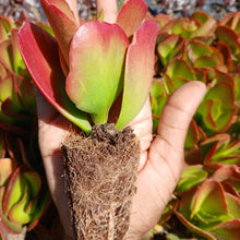 Load image into Gallery viewer, Kalanchoe Mambo (3 Plants)
