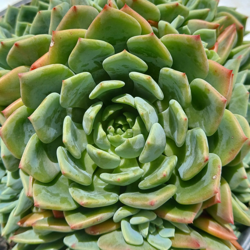 Echeveria Durango (3 Plants)