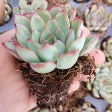 Load image into Gallery viewer, Echeveria pellucida (3 Plants)
