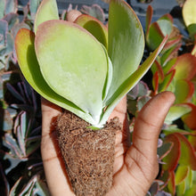 Load image into Gallery viewer, Kalanchoe luciae (3 Plants)
