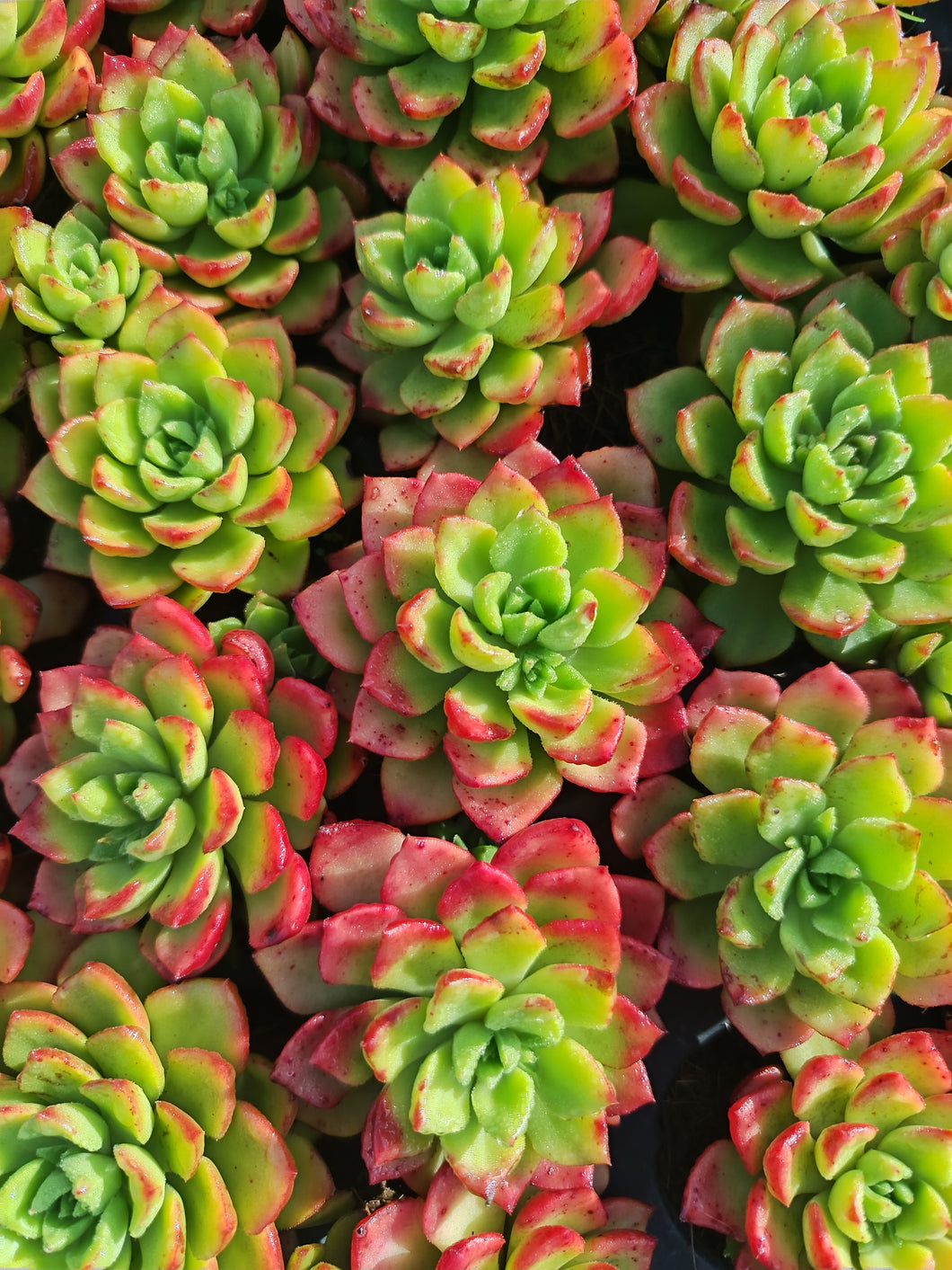 Sedeveria Letizia (3 Plants)