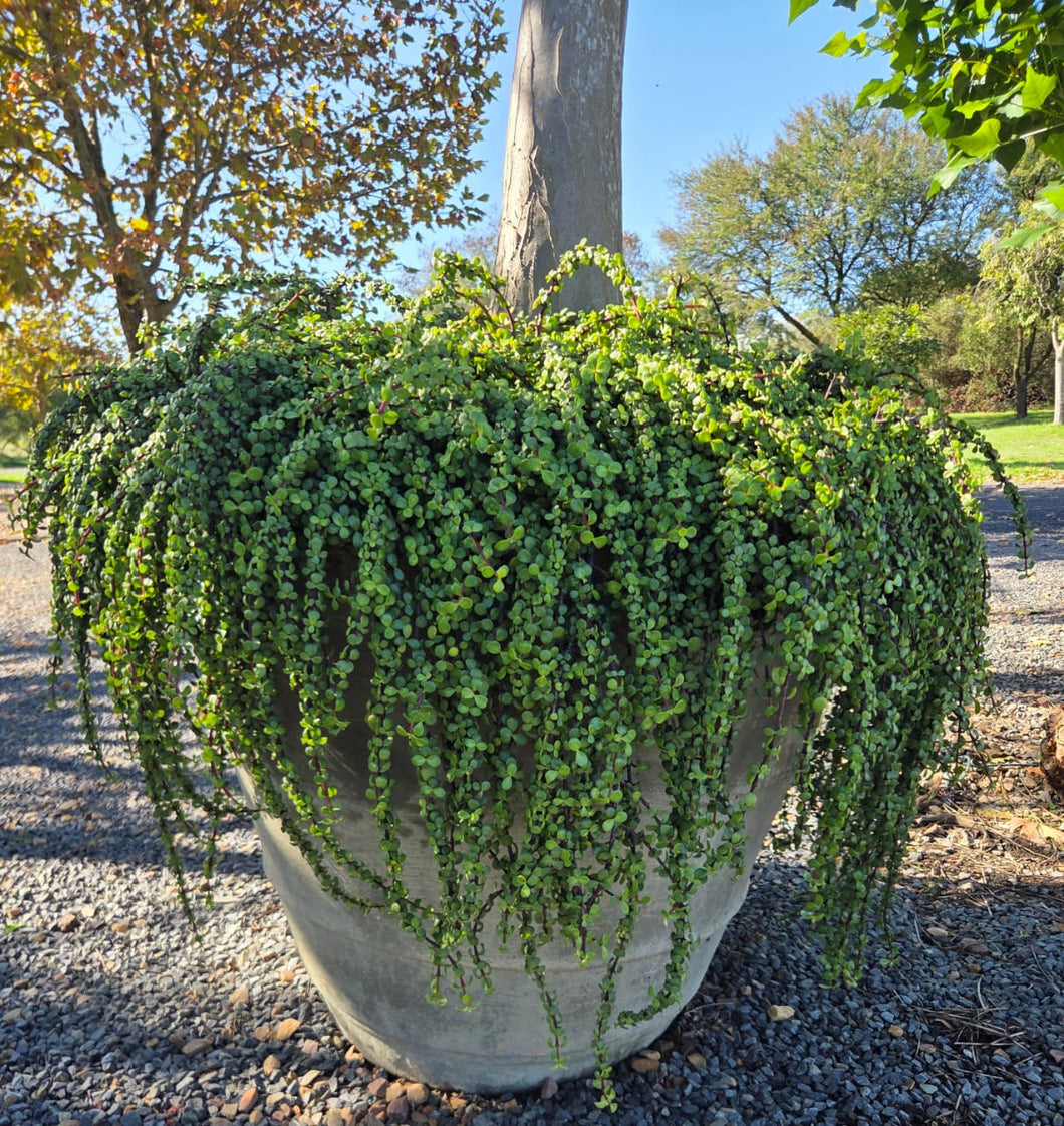Portulacaria afra - prostrata (3 Plants)