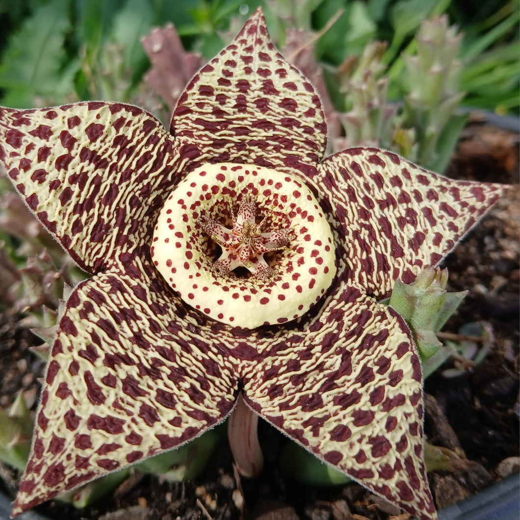 Orbea Variegata (3 Plants) – Plants Direct