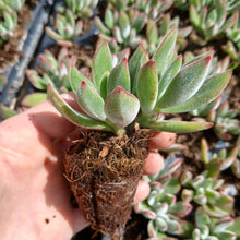 Load image into Gallery viewer, Echeveria Set Oliver (3 Plants)9
