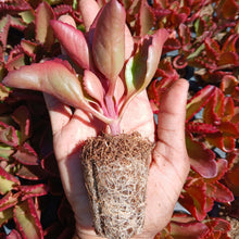 Load image into Gallery viewer, Kalanchoe sexangularis (3 Plants)
