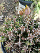 Load image into Gallery viewer, Orbea dummerii (1 Plants)
