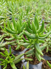 Load image into Gallery viewer, Crassula tetragona (3 Plants)
