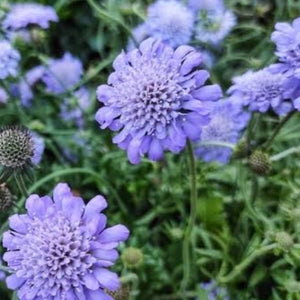 Scabiosa Butterfly blue (1 plants)