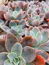 Load image into Gallery viewer, Echeveria Blue Prince (3 Plants)
