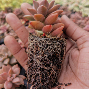 Sedum adolphii brown (3 Plants)