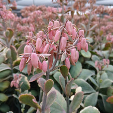 Load image into Gallery viewer, Kalanchoe fedtschenkoi variegata (3 Plants)
