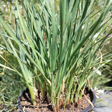 Load image into Gallery viewer, Tulbaghia violacea Pearl
