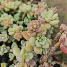 Load image into Gallery viewer, Sedum clavatum (3 Plants)
