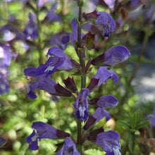 Load image into Gallery viewer, Salvia Beautiful blue (1 Plant)
