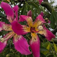 Ceiba Speciosa 'Kapok Tree' (1Plant)