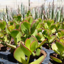 Load image into Gallery viewer, Cotyledon elisae (3 Plants)
