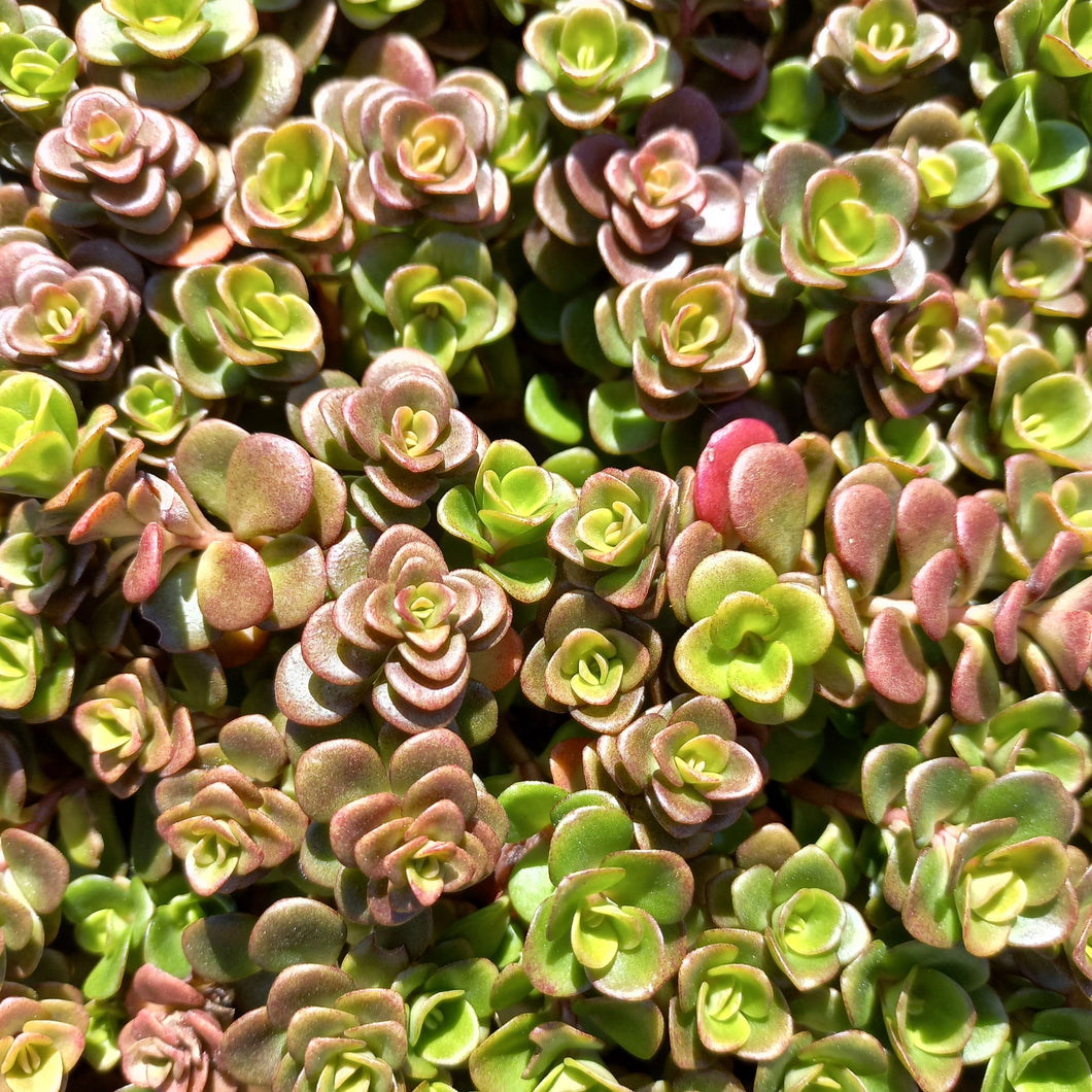 Sedum Coral Reef (3 Plants)