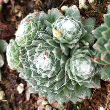 Load image into Gallery viewer, Sempervivum Spinosum (3 Plants)

