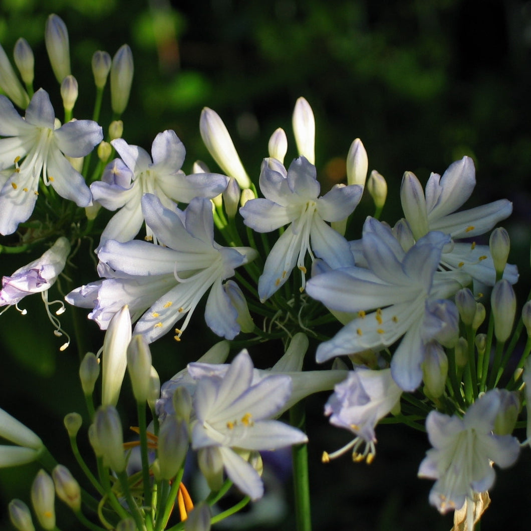 Agapanthus Silver Baby