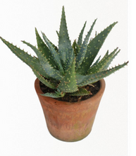Load image into Gallery viewer, Aloe Zulu Pride (1 Plant) NEW/RARE
