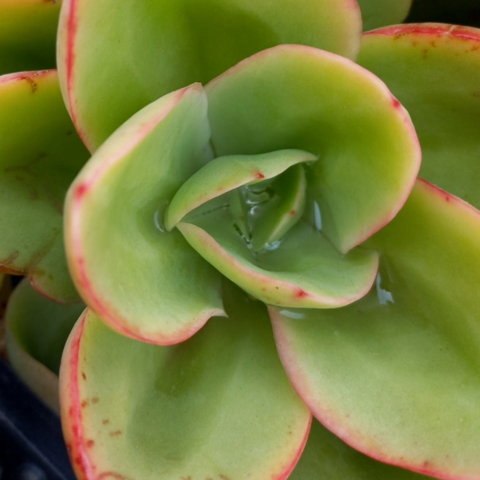 Echeveria Great Lakes (3 Plants)