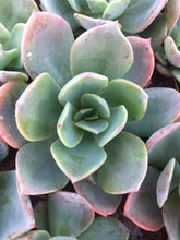 Load image into Gallery viewer, Echeveria Blue Prince (3 Plants)
