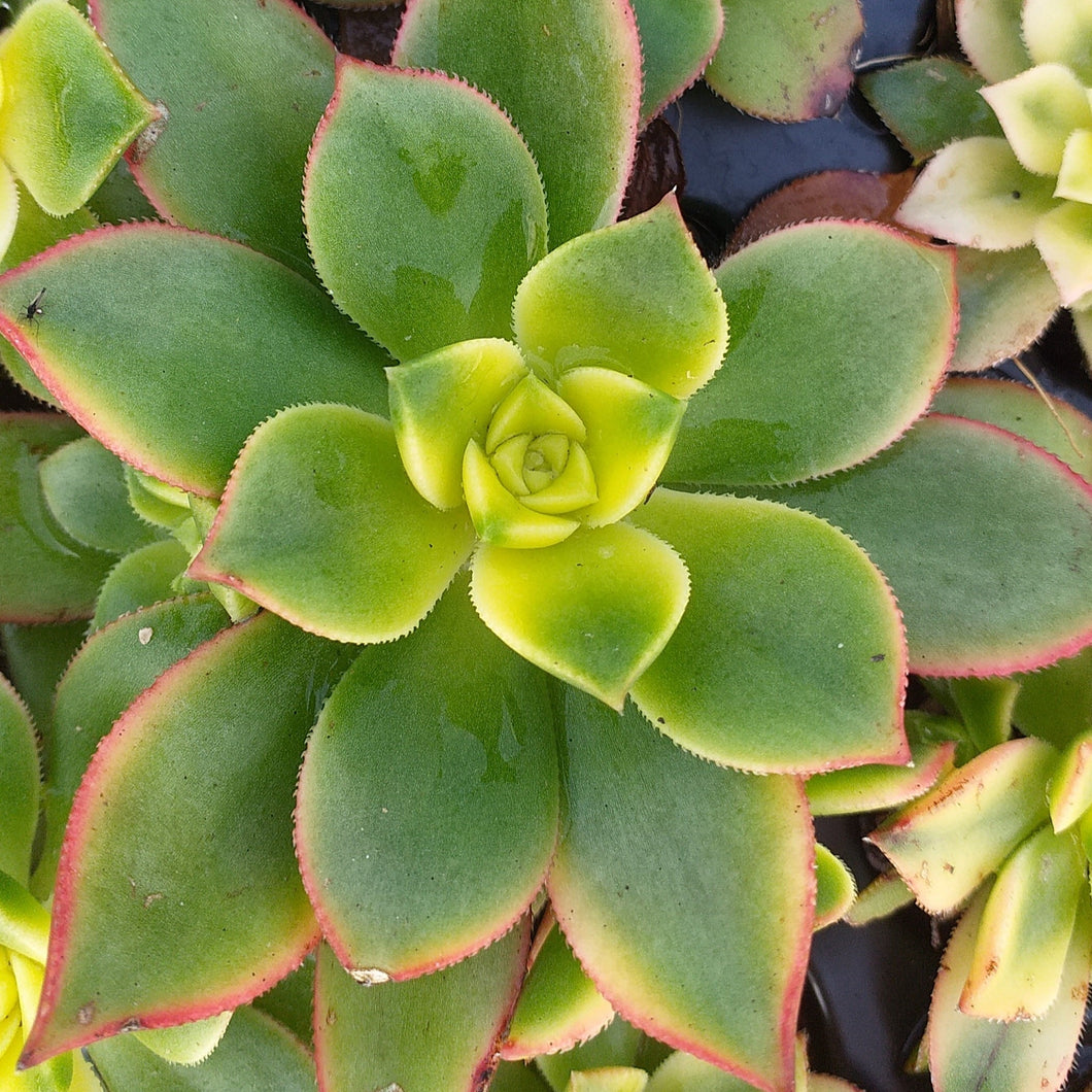 Aeonium arboreum Kiwi (3 Plants)