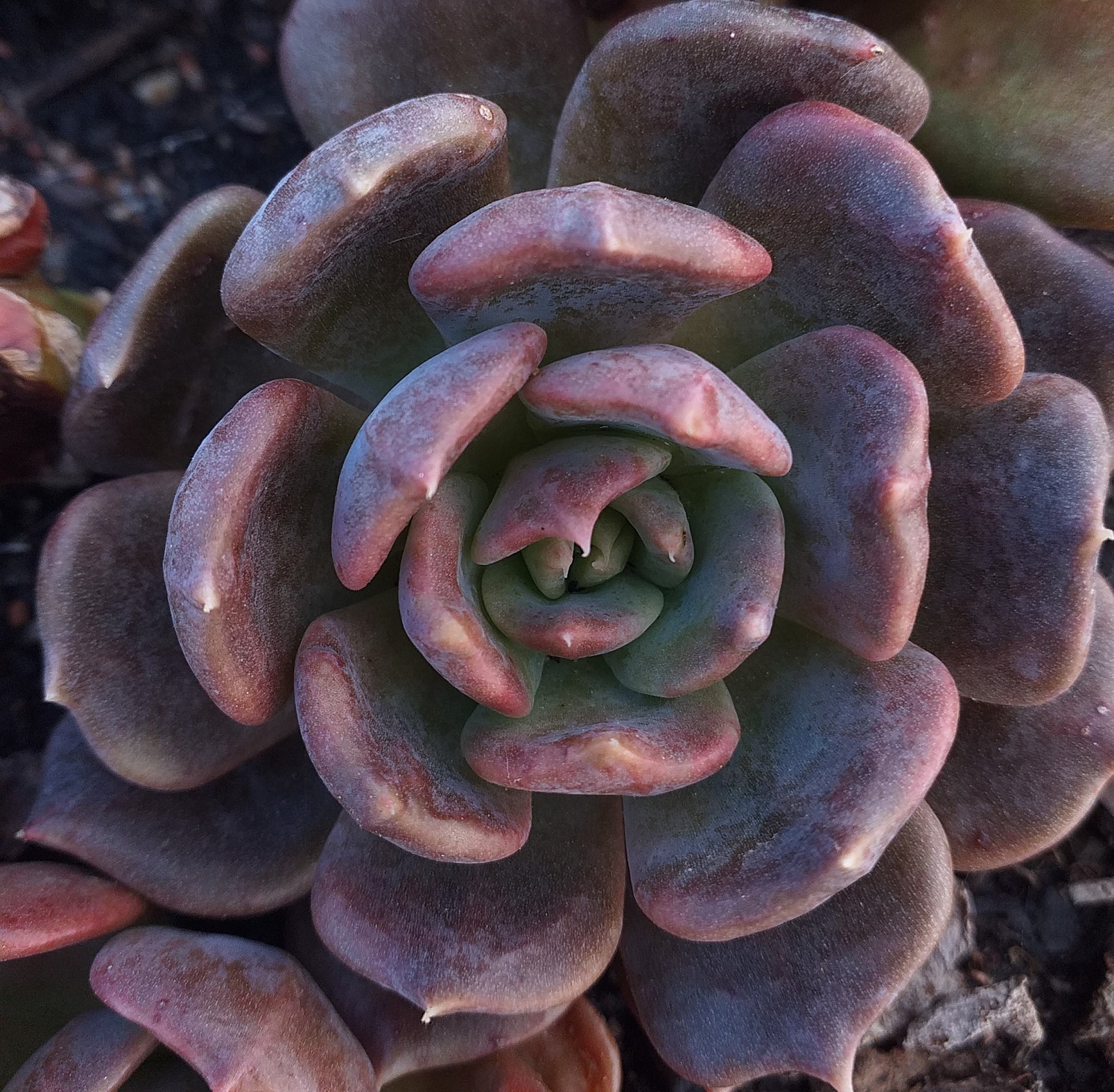 Echeveria – Plants Direct