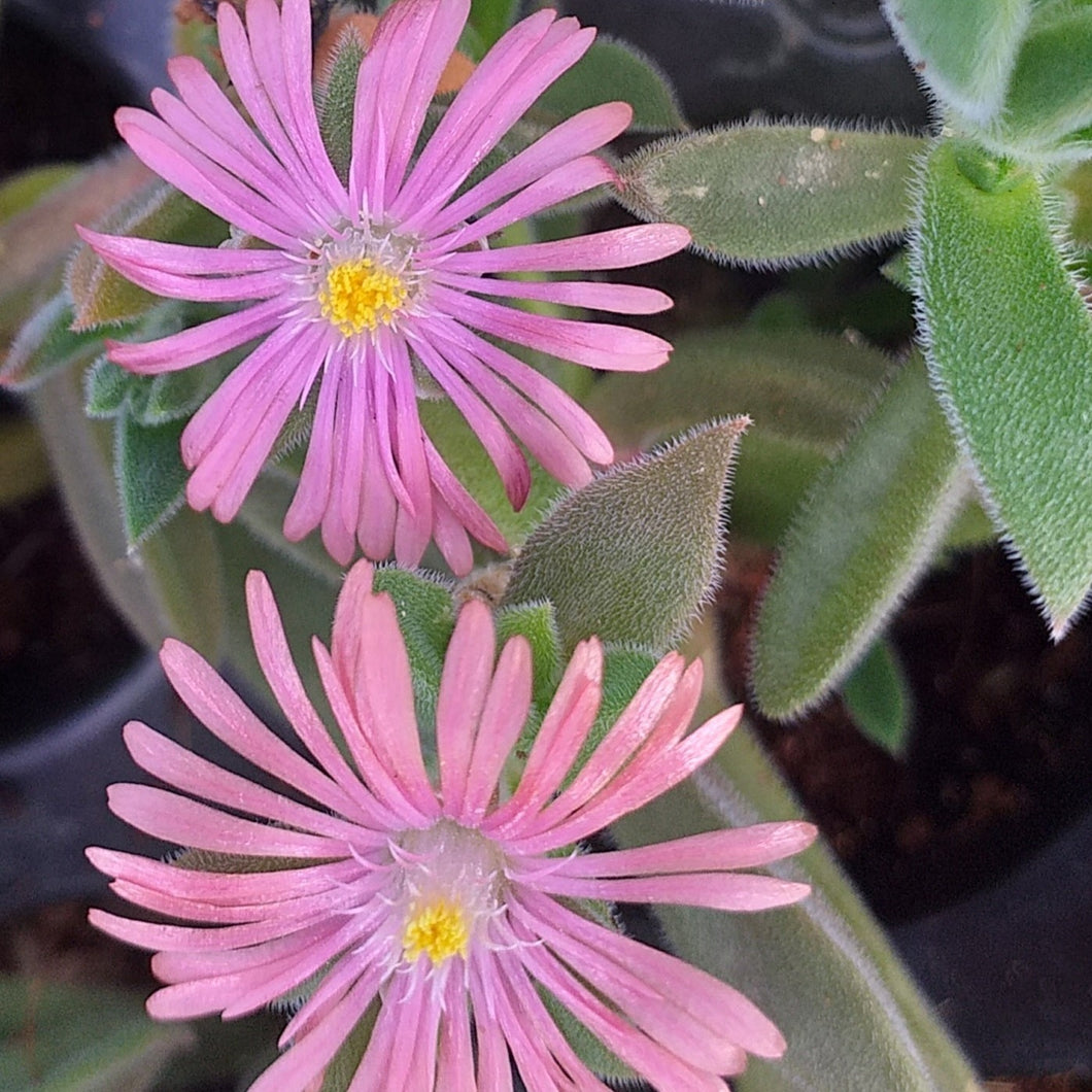 Delosperma litorale 'Silky Pink'(3 Plants)